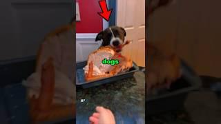 These Dogs Take FOOD Seriously #dog #animal #food