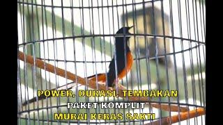 MURAI BATU PAKET KOMPLIT POWER, DURASI, TEMBAKANKERAS SAKTI - H. TAUFAN PJSF.