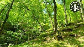 Beautiful spring mountain forest. Birdsong in the Caucasus forest.