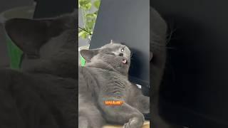 Смешной случай в офисе отрывок из к ф о говорящих котах Подборка мемов о животных озвучкакота