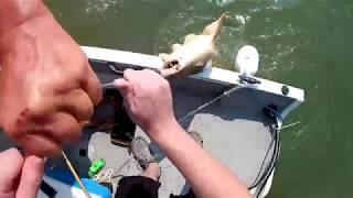 Fishing near Fripp Island for Sharks and Redfish in Beaufort, SC