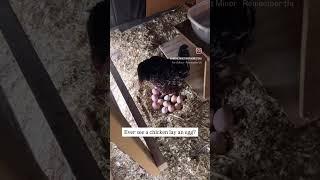 Girl knows how to lay #homesteading #homestead #homesteadlife #chickens