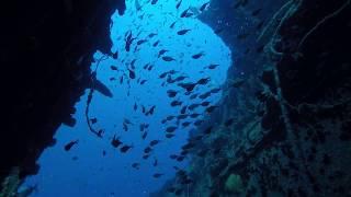 Unlimited Aliwal Shoal Diving Adventure