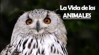 Los ANIMALES MAS BONITOS del mundo -  Mundo Maravilloso | Dunky