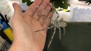 Giant Huntsman Spider from Australia