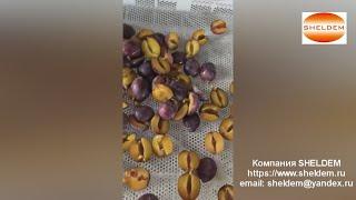 Машина для удаления косточек из сливы и нарезки пополам