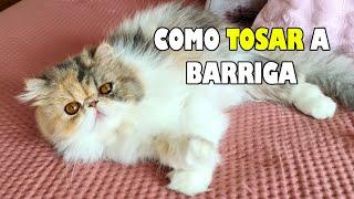 COMO TOSAR A BARRIGA DO GATO: máquinas de tosa, lâminas... - Gatil Hauser