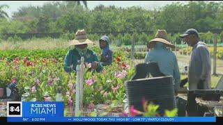 Farm workers say they will be leaving Florida