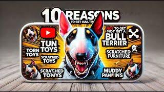 Bull Terrier Rambo Explains: 10 Reasons NOT to Get a Bull Terrier!