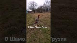 О Шамо Тбилиси Грузия. Прошлогодний молодняк