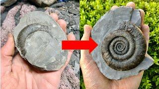 An Introduction to Fossil Preparation! Ammonites and Crinoid