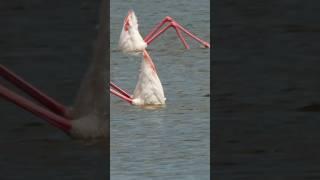 upside-down  greater flamingo