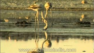 Weird creature: Flamingos eating with their heads upside down!