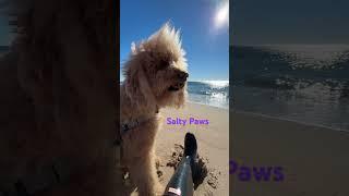 Salty Paws #shorts #dogshorts #dog #trending #trendingshorts #love #beach