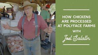 How Broiler Chickens are Processed at Polyface Farms | Joel Salatin