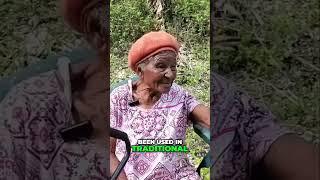 15 Amazing Health Benefits of A Guava Leaf!  [ FULL VIDEO IN DESCRIPTION]