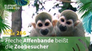 Brennpunkt Affeninsel (Langfolge 266) | Elefant, Tiger & Co. | ARD