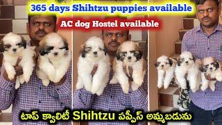 top quality Shihtzu puppies for sale in telugu/ 94904 33969 /aj pets