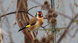 Щегол  Carduelis carduellis Черноголовый щегол лакомится семена репейник / осень голоса птиц