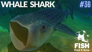 Feed And Grow Fish : Whale Shark