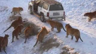 Harbin Tiger Park (tiger leaps 20 feet for pheasant)