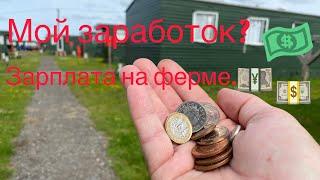 Сколько я заработал на ферме за месяц? Работа в Англии.