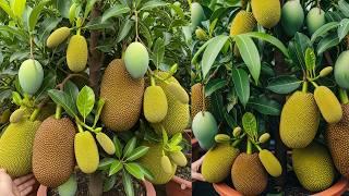 Mangoes & Jackfruit: Understanding Their Unique Growth