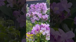 Beauty of garlic vine flowers || Home Gardening | #flowers #youtubeshorts #trendingshorts #shorts