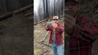 Colt Model 1903 Pocket Hammerless, First Shots #shorts