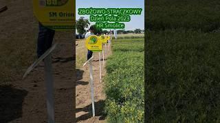 @HRSMOLICEtv #dnipola  #rolnictwo #rolnik #zboża #wrp #łubin #groch