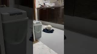 이무것도 몰라요 #shorts #미니비숑 #짤랑이 #바지_끈_뜯는거_좋아용