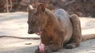 Fossa, Lemurs and Tenrecs of Madagascar