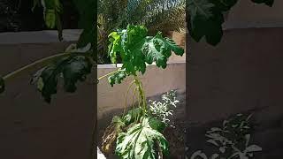 live video oman Dilshad Pardesi 