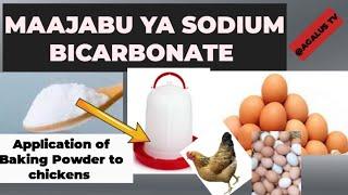 FAIDA 10 ZA BAKING SODA KWA KUKU/Application of Baking soda to broilers and laying hens