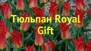 Тюльпан фостера Ройал Гифт. Краткий обзор, описание характеристик tulipa Royal Gift