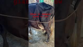 Edema of mammary gland in #cow #animals #vet