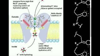 Ion Channel Selectivity: K+ Channel