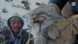 Wild pallas cat in the snow of Mongolia | Animal Instincts