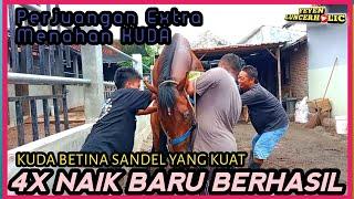 BREEDING!! SEMPATI ERR Kuda Pejant4n G4 Milik DIEGO STABLE Klaten Dengan Kuda Betina Sandel