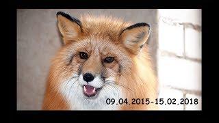 It's Been a Whole Year since We Lost Rick the Fox