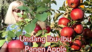 PANEN APPLE SAMA IBU-IBU | Sastri Kesey