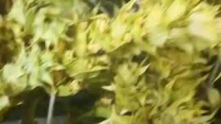 Olympus Tea (ironwort) Gojnik z Olimpu GReco