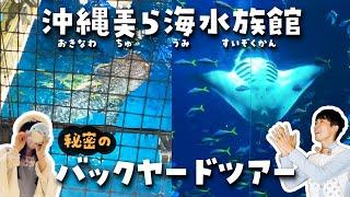 【美ら海水族館】秘密のジンベエザメ・バックヤードツアー後編withみいるか