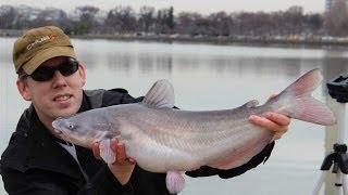 Hand-Over-Fist Catfish and Carp fishing in Washington DC