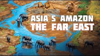 Amur - Asia's Amazon The Far East | Nature Documentary | Wildlife documentary in hindi