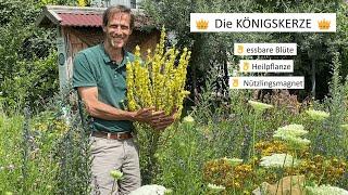 Heilpflanzen für den eigenen Garten - die KÖNIGSKERZE 