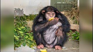 Female Chimp Raised by Humans Learns To Be Ape