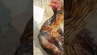 Noori aseel murga only#shows#viral #youtube #short#aseel #hen # youtube# video#chicken# aseel murga