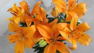 Красавицы восточные лилии BeautifulAsiaticLilies