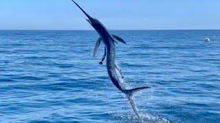 Baja Fly Fishing Marlin, Dorado, & Roosterfish with Knee Deep Expeditions